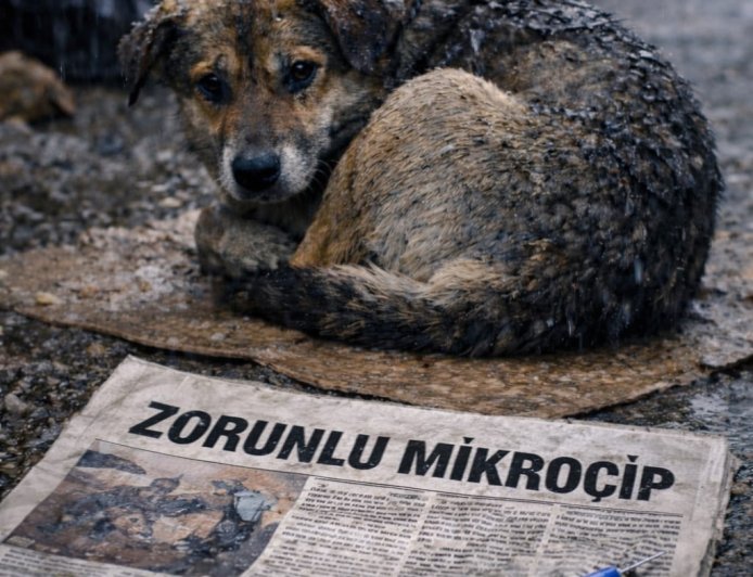 ÇİPSİZ KÖPEK KALMASIN!